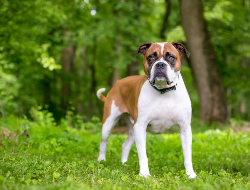 Banter Bulldogge Dog Breed