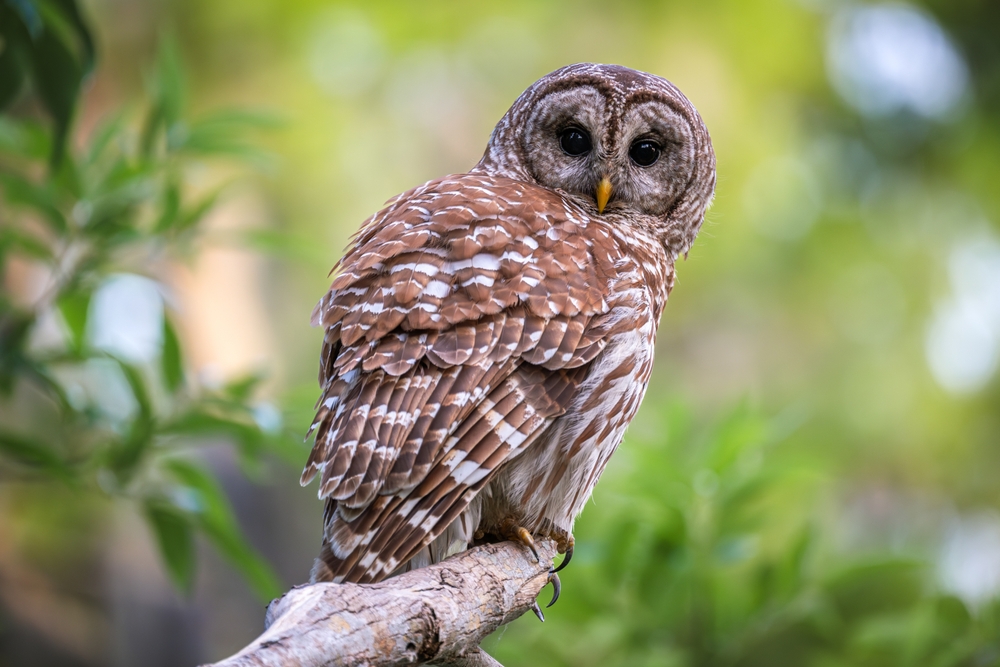 Barred Owl Perched on a branch
