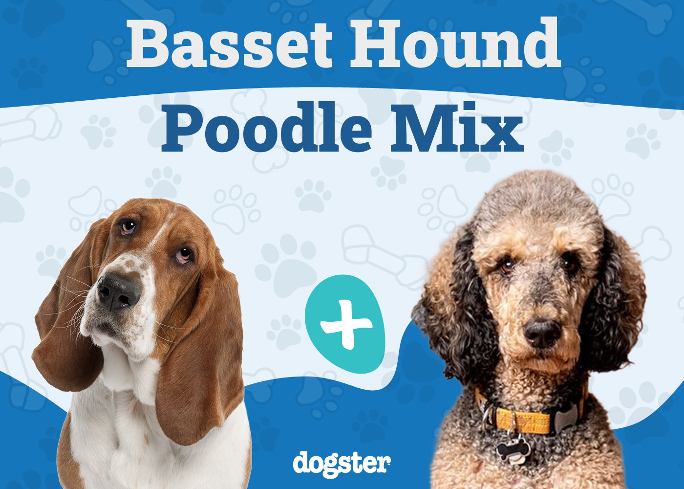 Bassetoodle