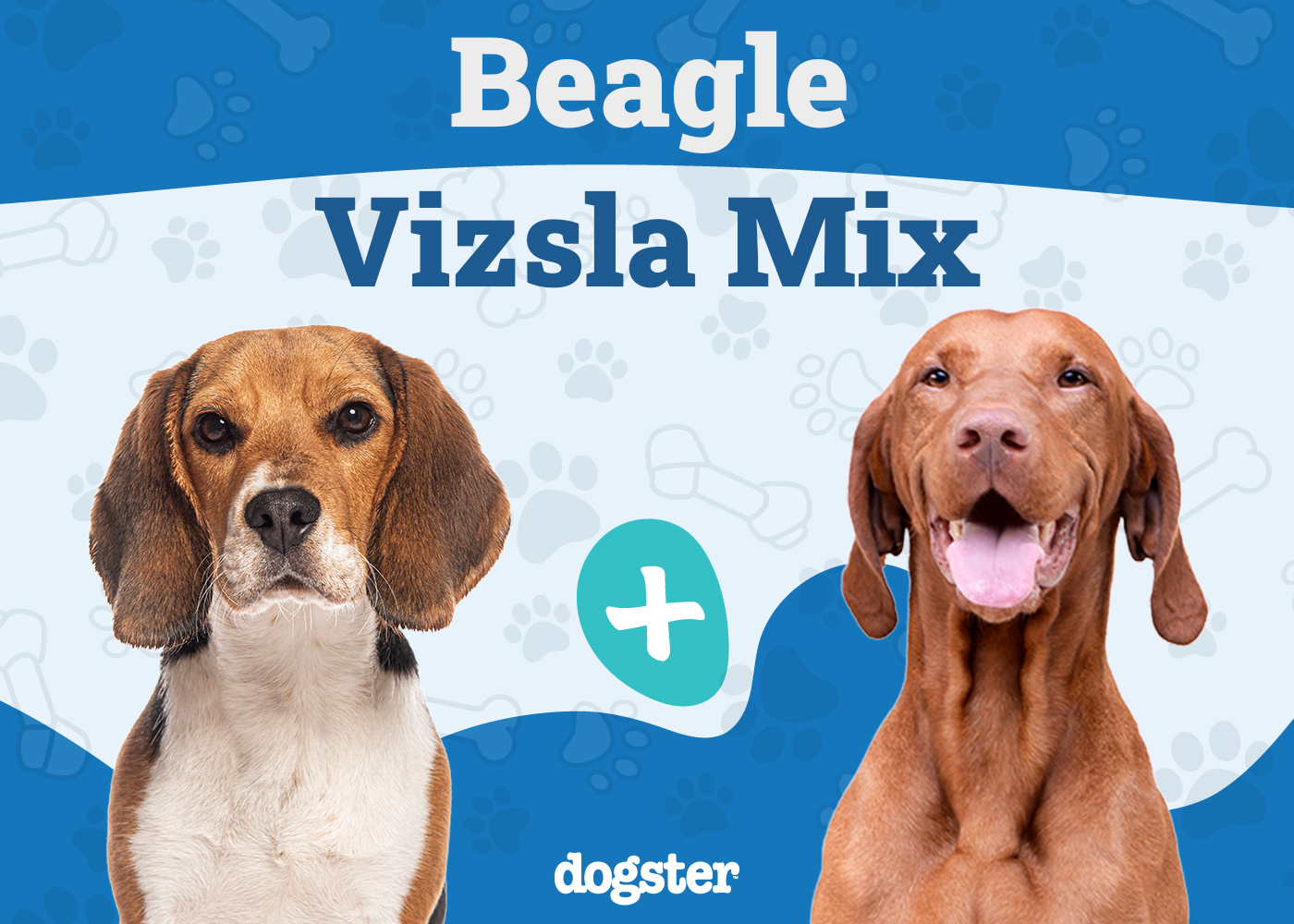 Beagle Vizsla Mix