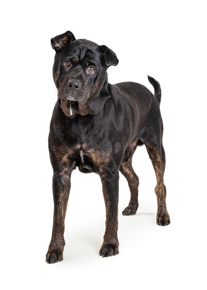 Beautiful black color Rottweiler and Sharpei crossbreed dog standing looking forward