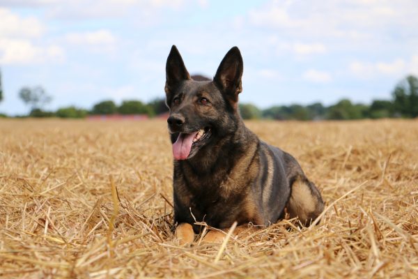 Belgian Shepherd dog is lying in a stubble field