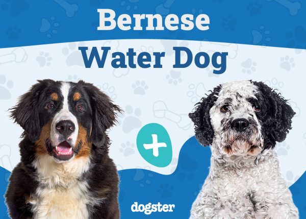 Bernese Water Dog