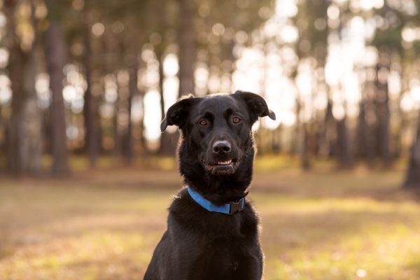Black German Shepherd mix with floppy ears at a park