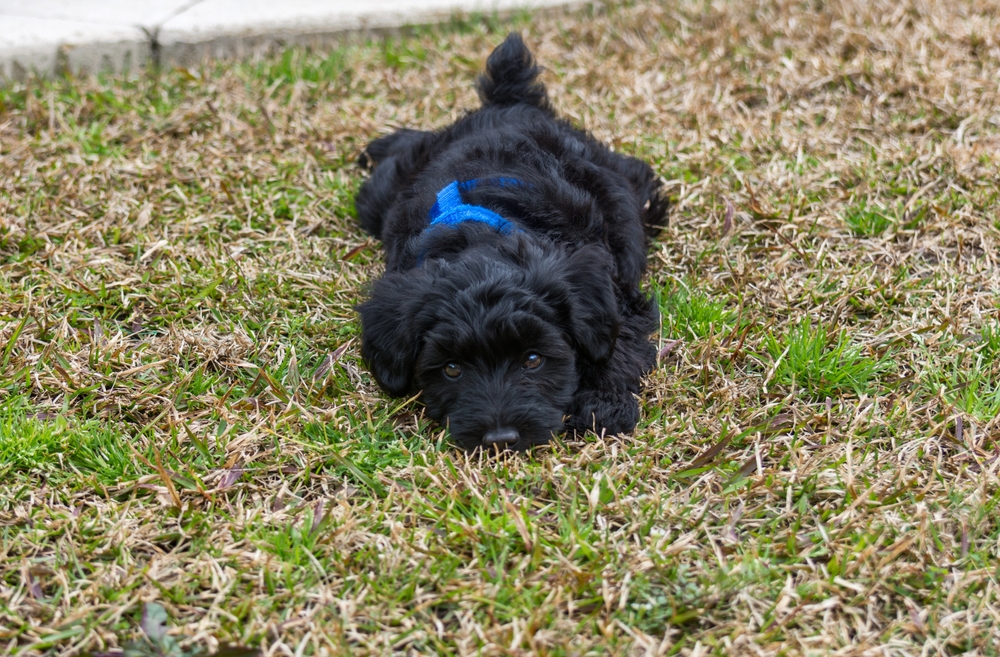 Black Woodle puppy lying on the grass