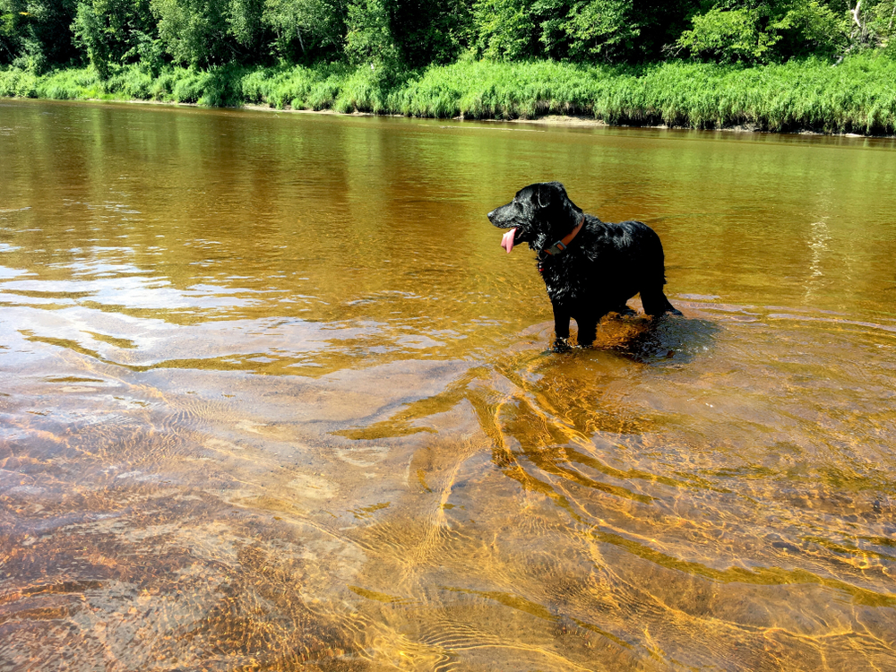 Black lab and german Shepherd dog mix standing on a sandbar