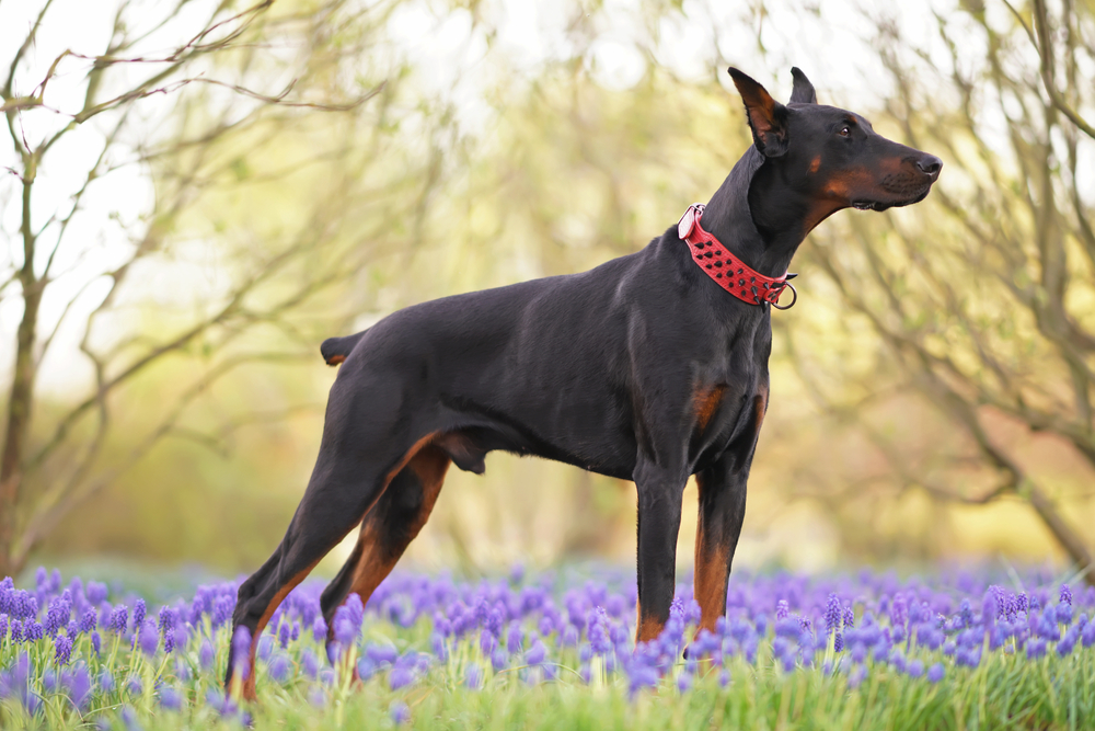 Black tan Doberman standing on a flower fiel