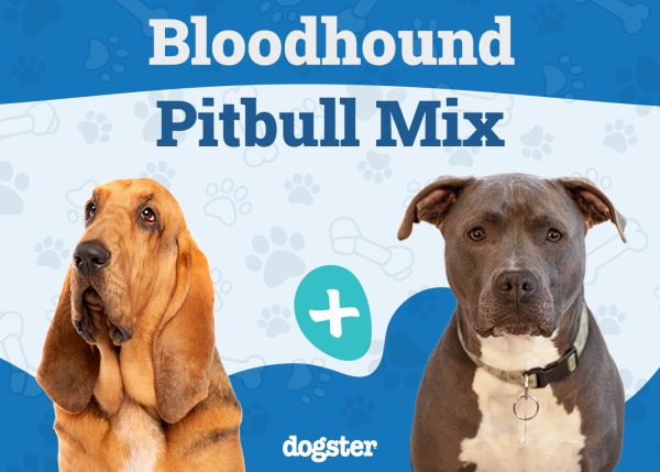 Bloodhound Pitbull Mix