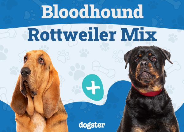 Bloodhound Rottweiler Mix