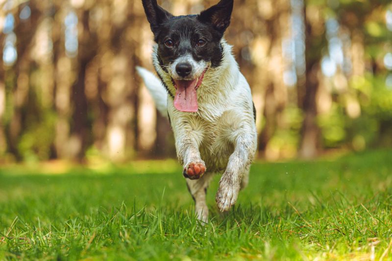 Border Jack dog running in the park