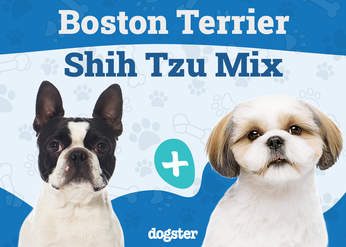 Boshih - Boston Terrier Shih Tzu Mix
