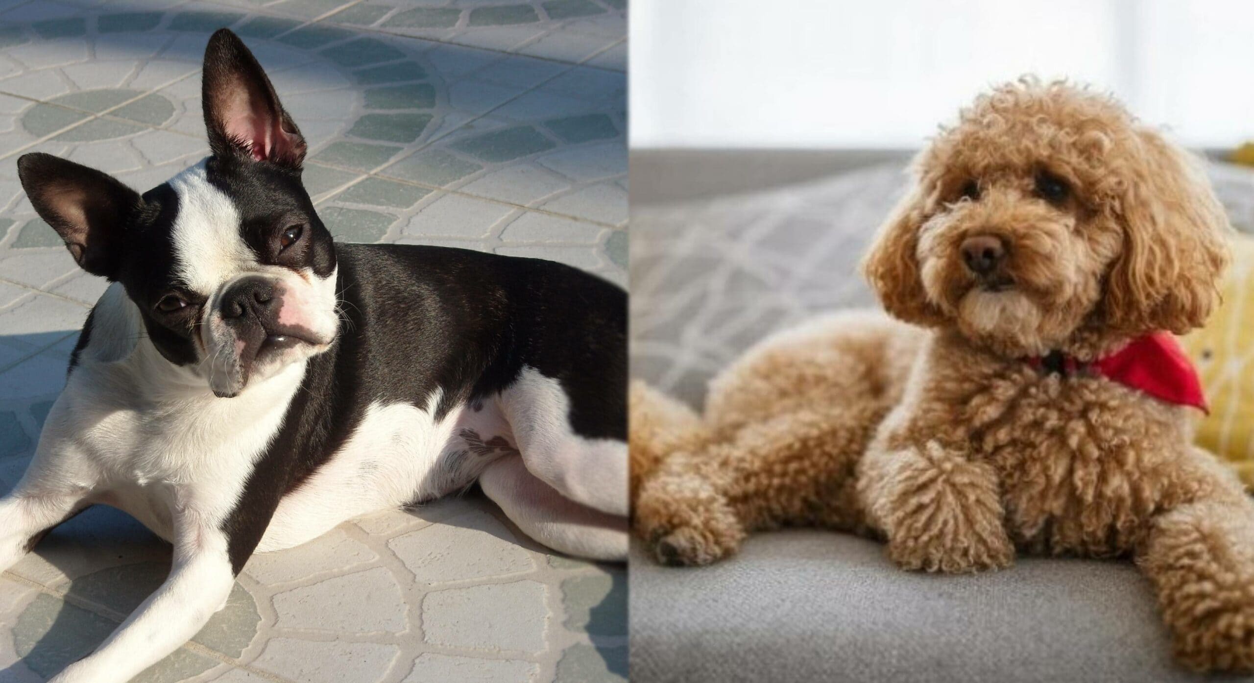 BossiPoo (Poodle & Boston Terrier Mix) Info, Pictures, Care & More