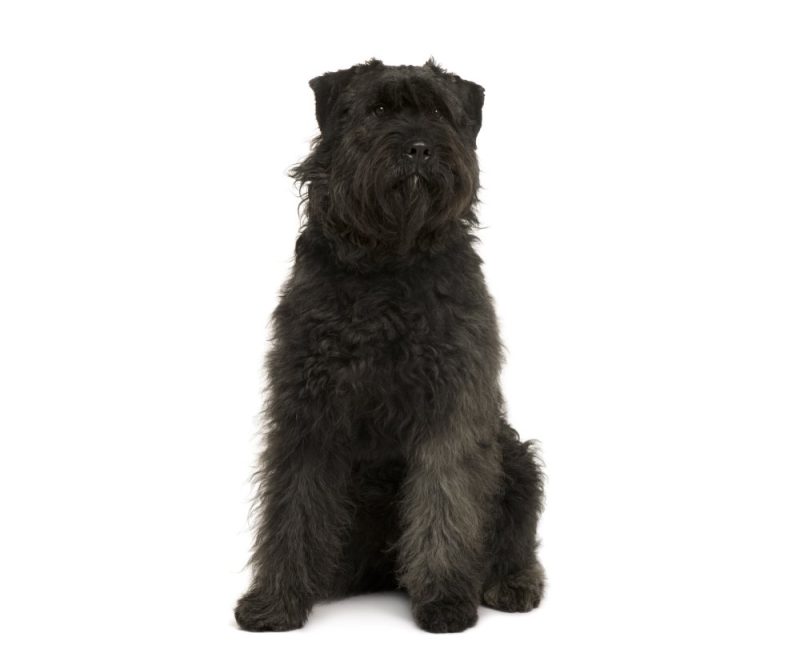 Bouvier des Ardennes dog on white background
