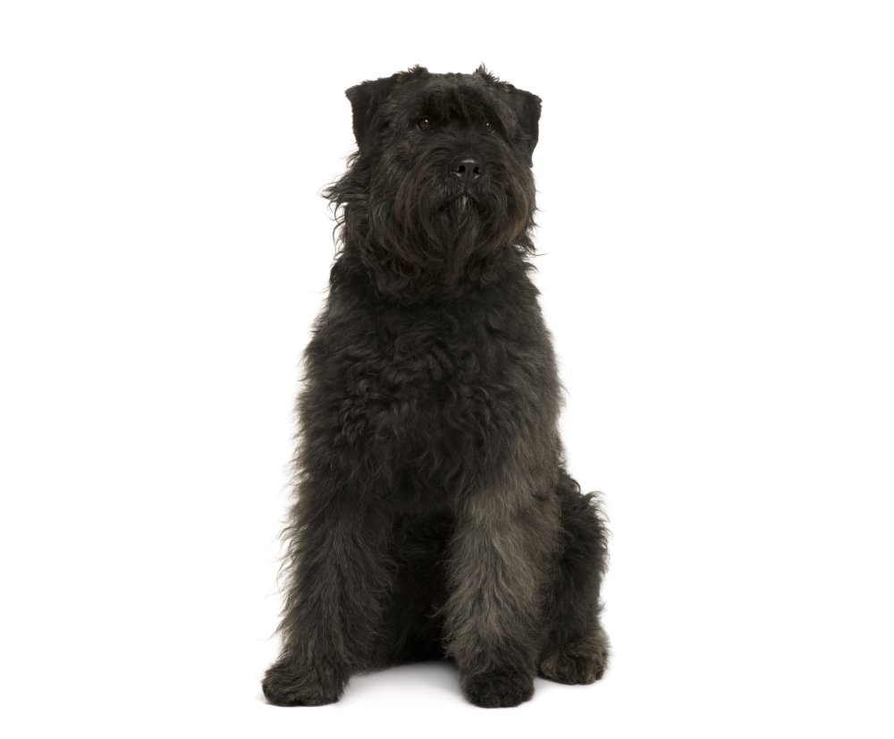 Bouvier des Ardennes dog on white background