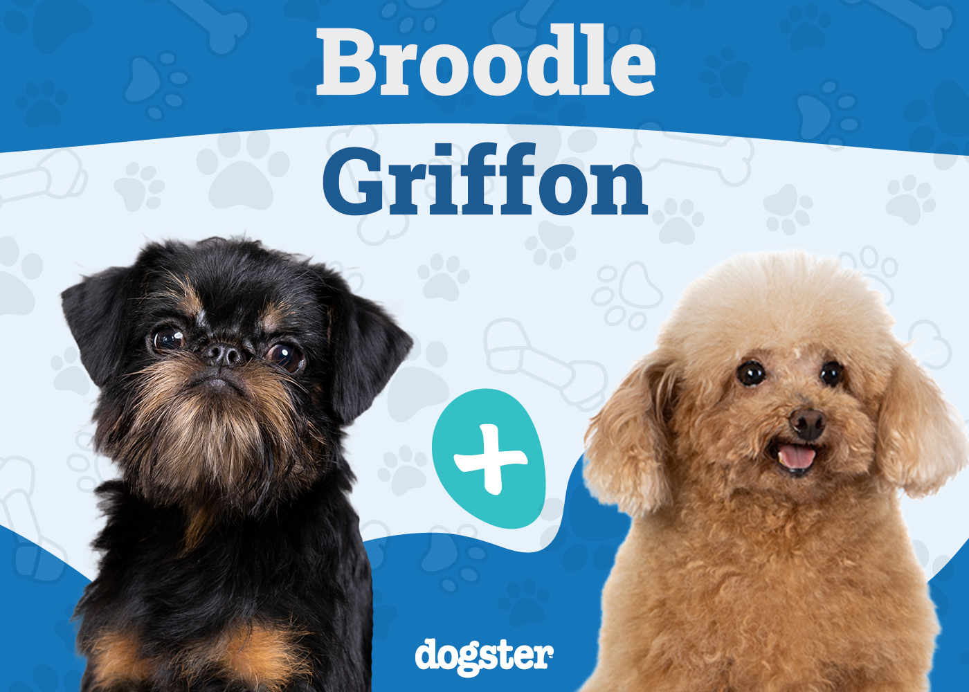 Broodle Griffon - Brussels Griffon Miniature Poodle Mix