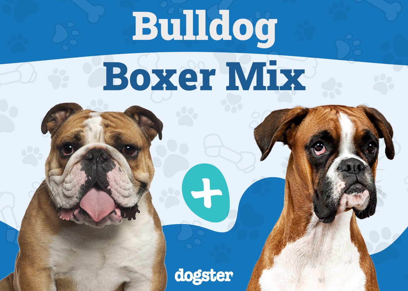 Bull Boxer - Bulldog Boxer Mix