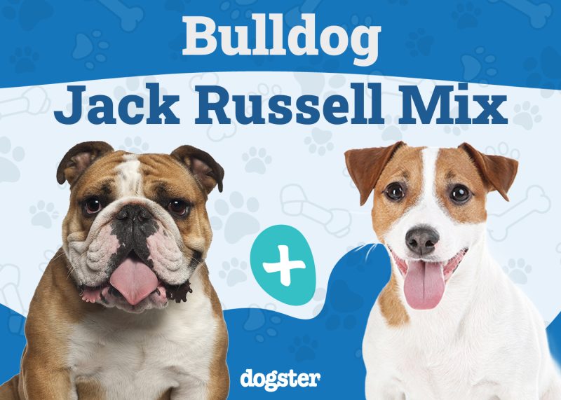 Bull Boxer - Bulldog Boxer Mix
