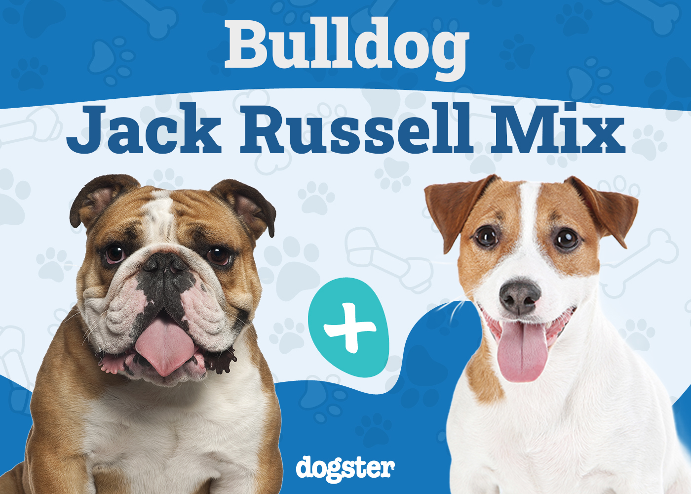 Bull Boxer - Bulldog Boxer Mix
