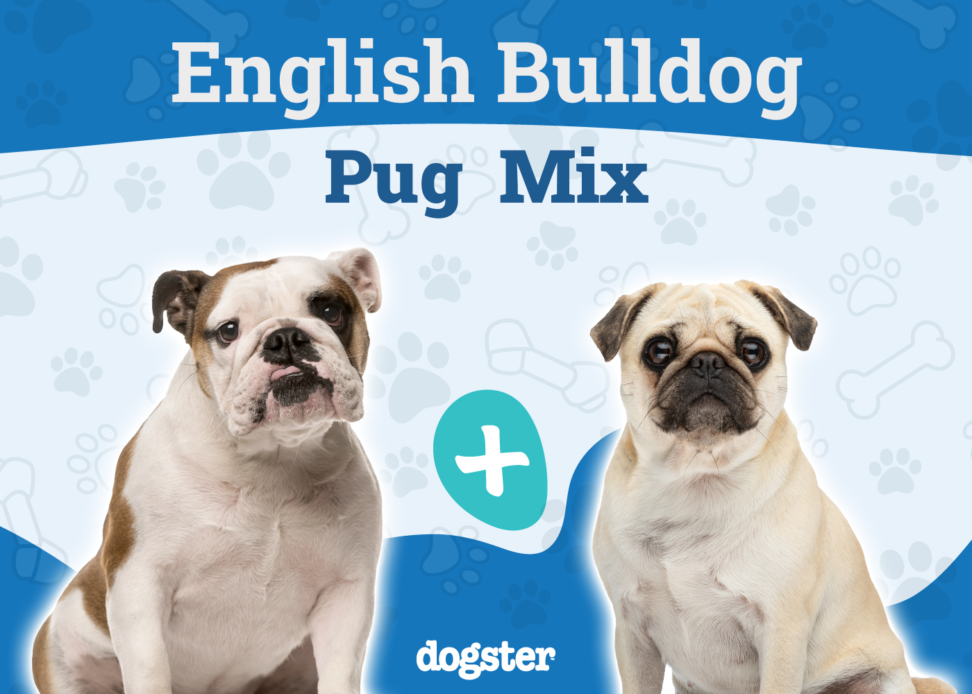 Bulldog Pug Mix
