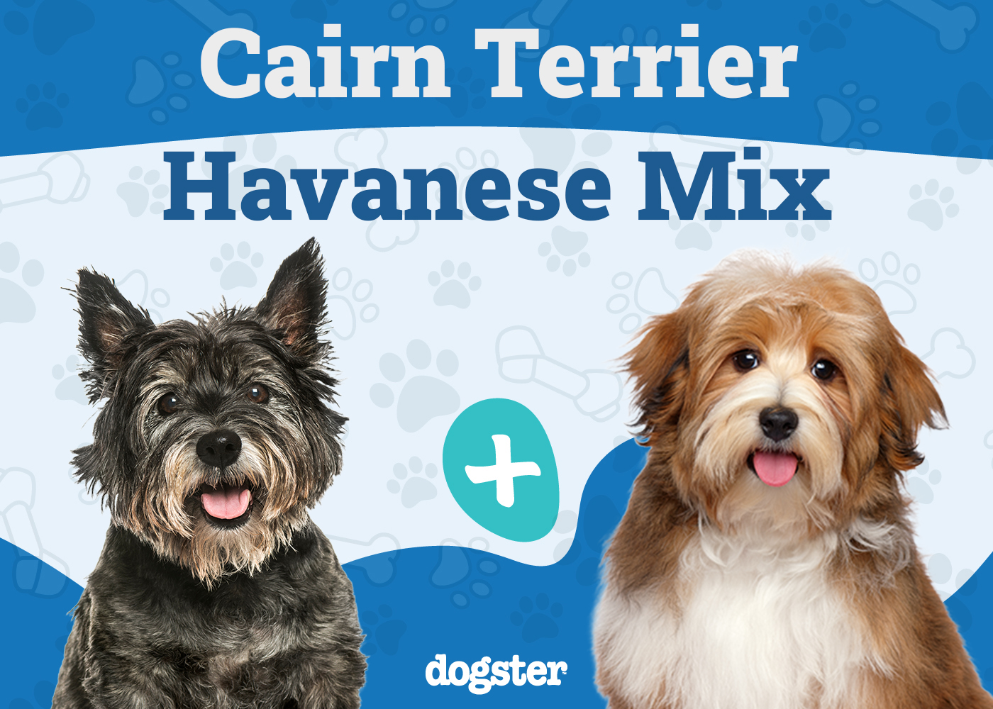 Cairnese - Cairn Terrier Havanese Mix