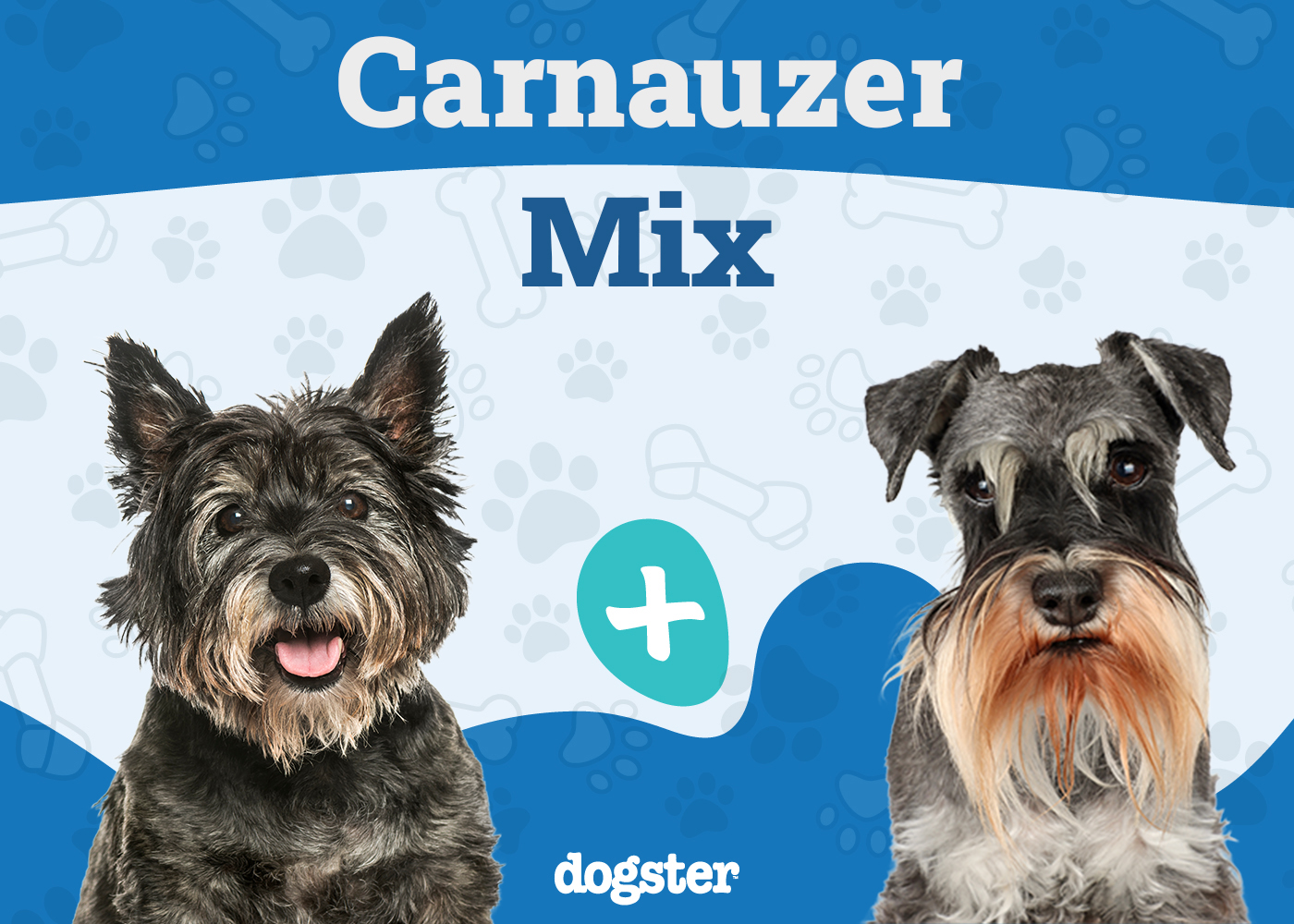Carnauzer - Cairn Terrier Miniature Schnauzer Mix