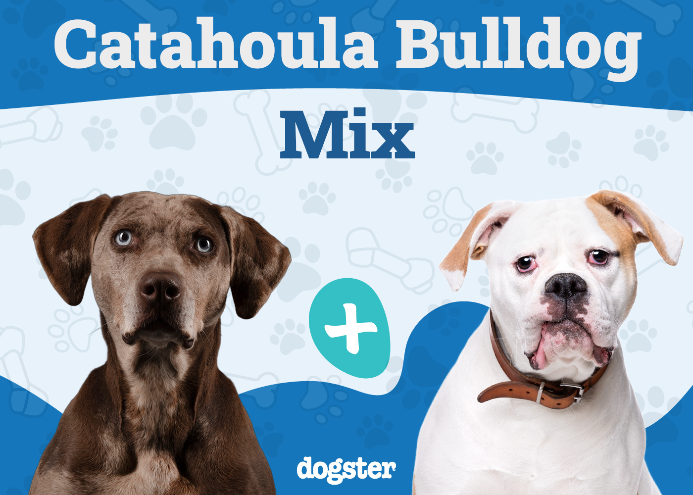 Catahoula Bulldog Mix - Catahoula Leopard Dog American Bulldog Mix