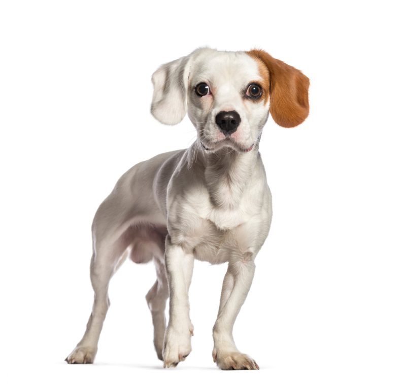 Cavajack dog