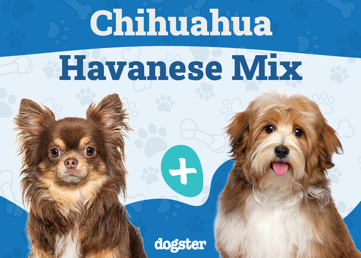 Cheenese - Chihuahua Havanese Mix