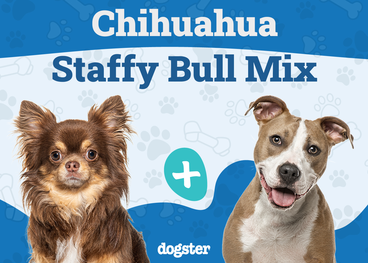 Chihuahua Staffy Bull Mix