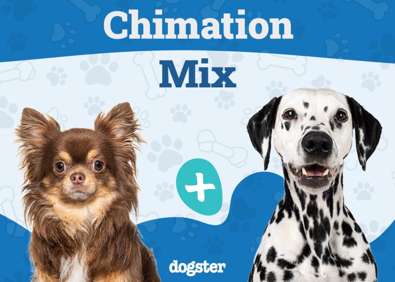 Chimation - Chihuahua Dalmatian Mix