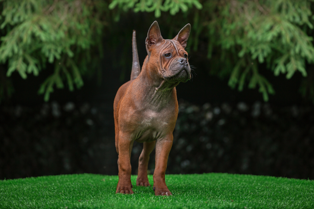 Chinese Chongqing dog on the grass