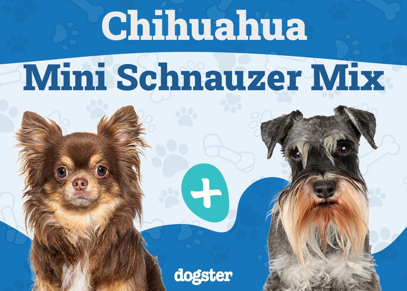 Chizer - Chihuahua Miniature Schnauzer Mix
