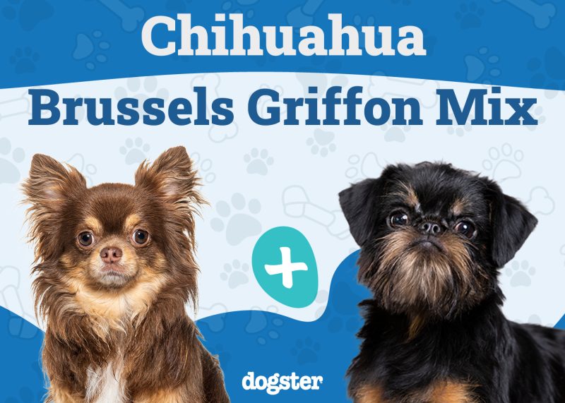 Chussel - Chihuahua Brussels Griffon Mix