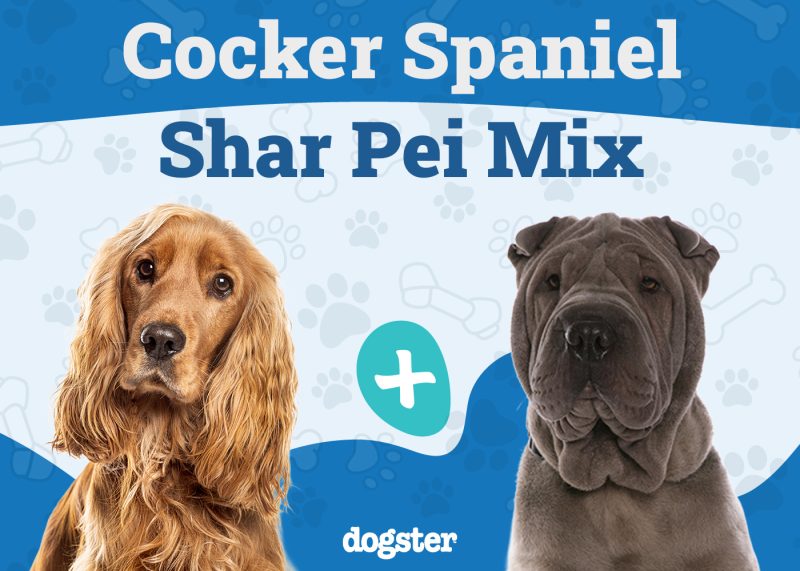 Cocker Pei - Cocker Spaniel Shar Pei Mix