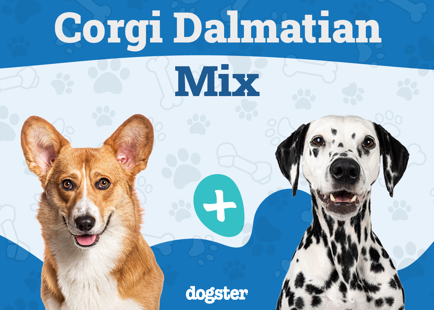 Corgi Dalmatian Mix
