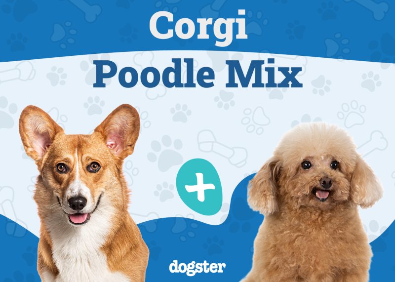 Corgipoo - Corgi Poodle Mix