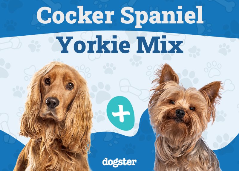 Corkie - Cocker Spaniel Yorkie Mix
