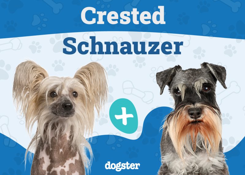 Crested Schnauzer Mix