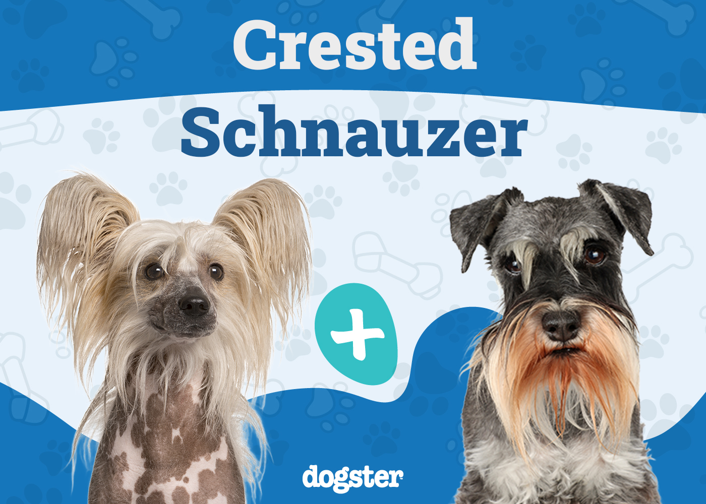 Crested Schnauzer Mix