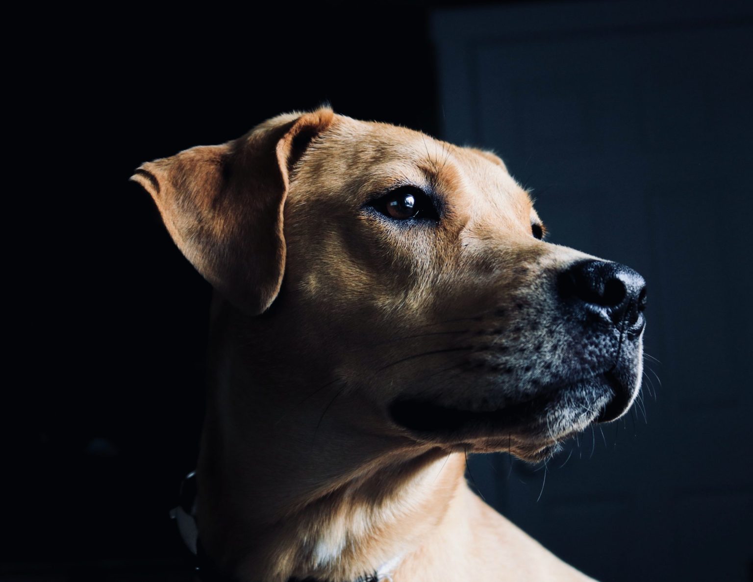 62 Dog Breeds That Start With C: Info, Pictures, Facts & History – Dogster
