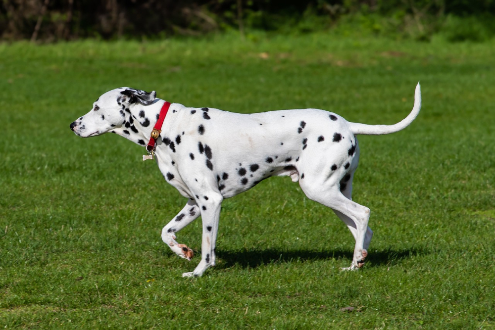 Dalmatian dog walking outdoors