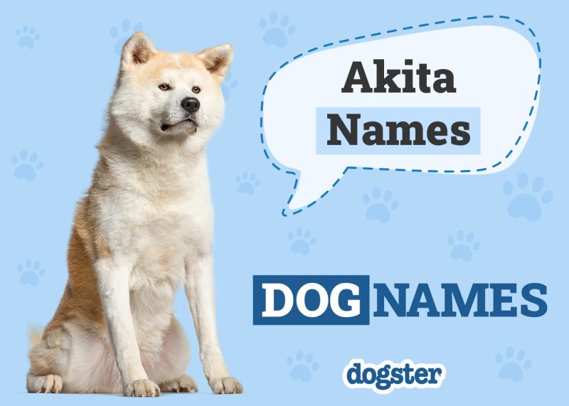 Dogster_Akita Names