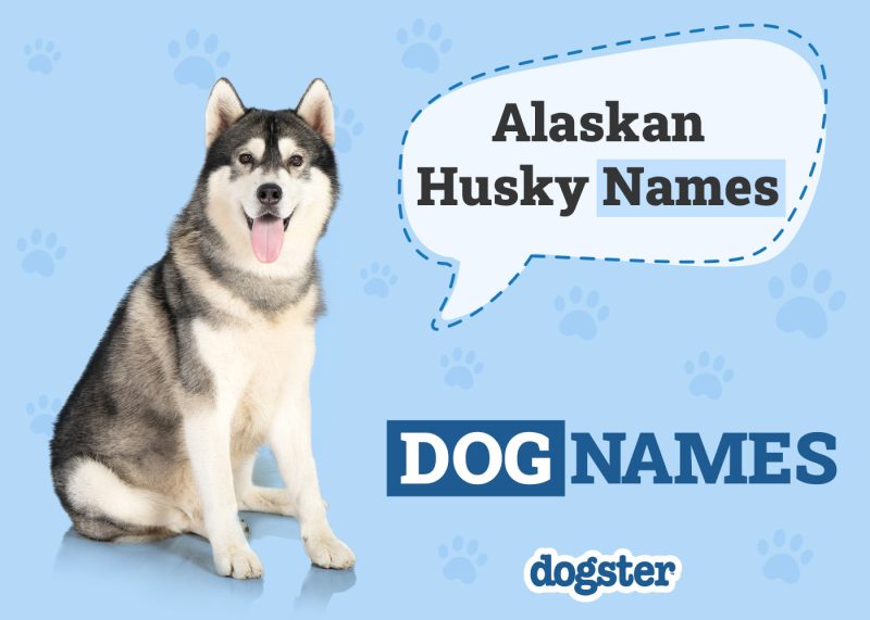 Dogster_Alaskan Husky Names