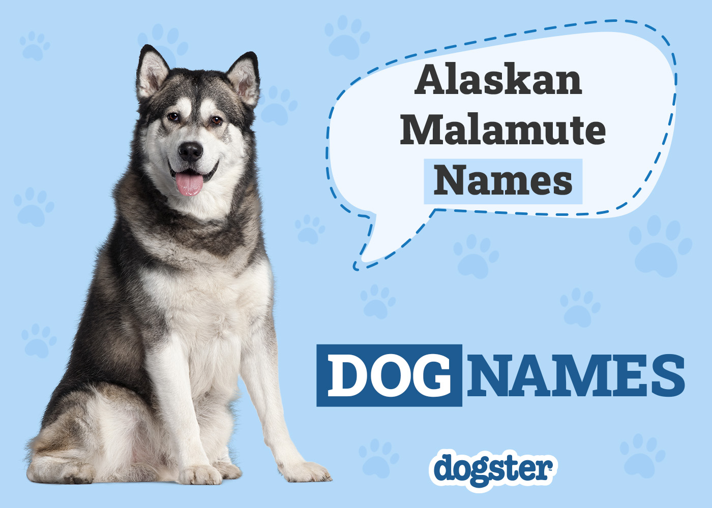 Dogster_Alaskan Malamute Names