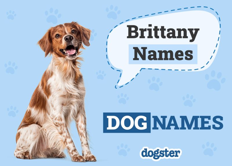 Dogster_Brittany Names