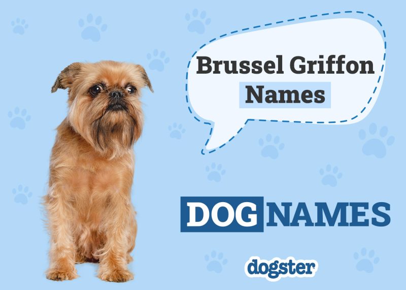 Dogster_Brussel Griffon Names