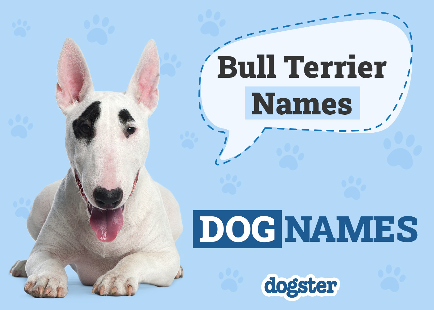 Dogster_Bull Terrier Names