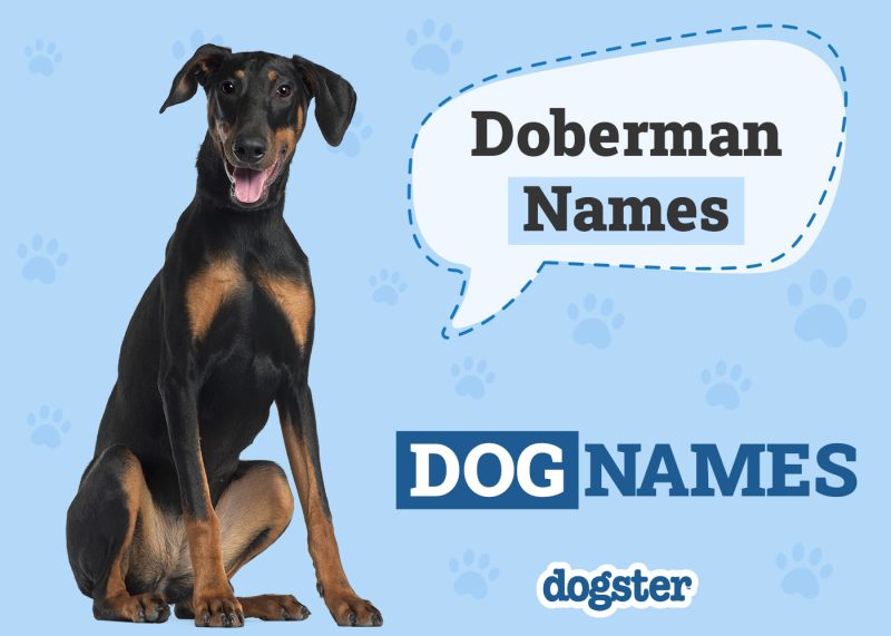 Dogster_Doberman Names