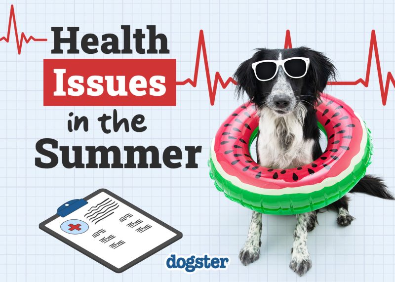 Dogster_Health Problems in the Summer