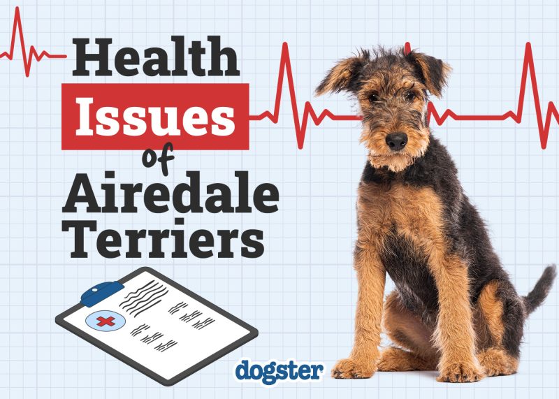 Dogster_Health Problems of Airedale Terriers
